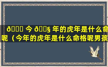 🐛 今 🐧 年的虎年是什么命格呢（今年的虎年是什么命格呢男孩）